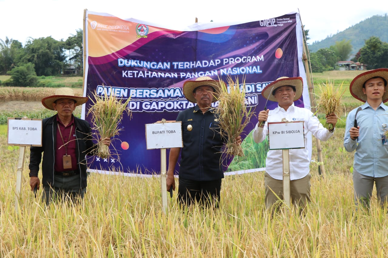 Dukung Ketapang Nasional,Pemkab Toba dan BI Panen Bersama Padi Varietas Gamagora